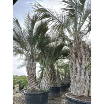 Βουτία | Butia Capitata 150-200 cm (Trunk)