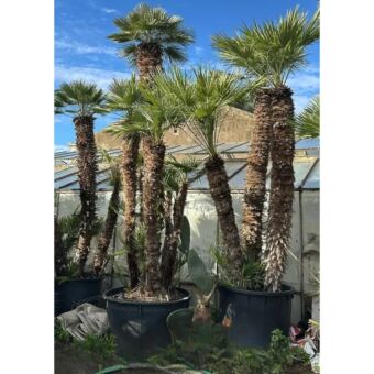 Χαμέροπας Χούμιλις | Chamaerops Humilis 350-450 cm 3 stems