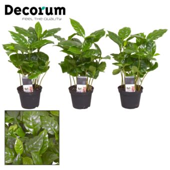 Φυτό Καφεόδεντρο | Coffea Arabica 10-15cm 