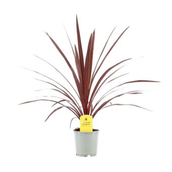 Φυτό Κορδιλίνη | Cordyline Australis Red Star