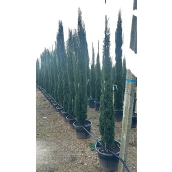 Κυπάρισσος Τοτέμ | Cupressus Sempervirens H180-200 x Φ40 cm