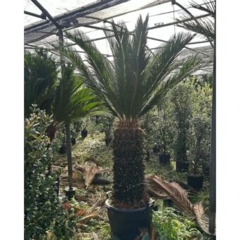 Σύκας| Cycas Revoluta 110 cm (Trunk)