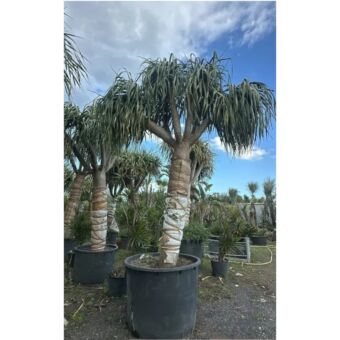 Dracaena Draco H300 x Φ60-70