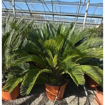 Σύκας | Cycas Revoluta Φ33