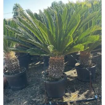 Σύκας | Cycas Revoluta H50+ x Φ45 cm