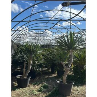 Dracaena Draco H200+ x Φ40 cm