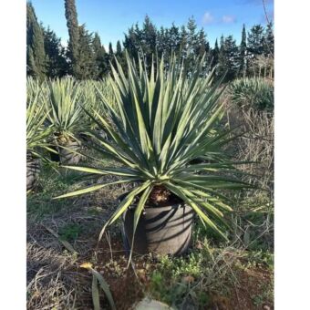 Dracaena Draco H120-140 x Φ50