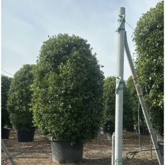 Φίκος Ροδίτικος | Ficus Nitida 