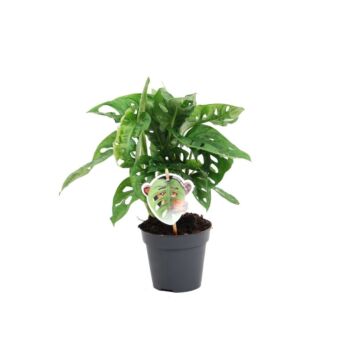 Φυτό Μονστέρα | Monstera monkey Leaf