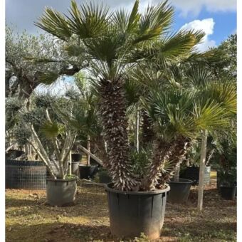 Χαμέροπας Χούμιλις | Chamaerops Humilis 250 cm 3 stems