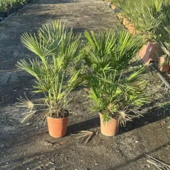 Χαμέροπας Χούμιλις | Chamaerops Humilis Φ21 cm