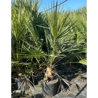 Χαμέροπας Χούμιλις | Chamaerops Humilis Φ22