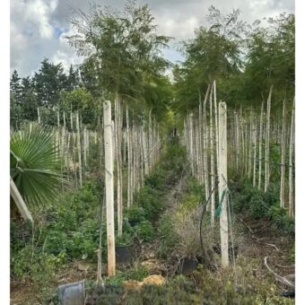 Γιακαράντα | Jacaranda Mimosifolia H 200+ cm x Φ45