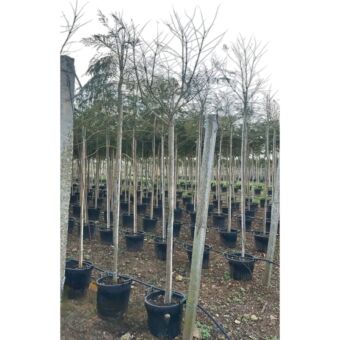 Γιακαράντα | Jacaranda Mimosifolia H 200-250 x Φ40 cm