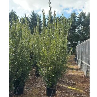 Δάφνη | Laurus Nobilis H200 x Φ45 cm