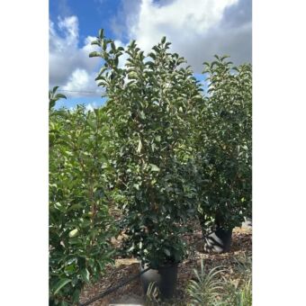Γυαλιστερή | Quercus Lucidum H200 cm x Φ45