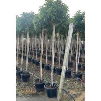 Schinus Miami | Miami Pepper Tree H200-250 x Φ40
