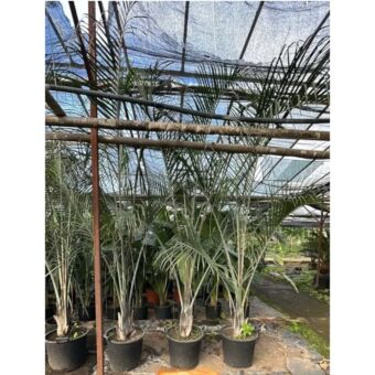 Φοίνικας Τρίγωνο | Neodypsis decaryi Η250-300+ x Φ30 cm