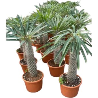 Παχυπόδιο | Pachypodium Lamerei H70 cm x Φ24