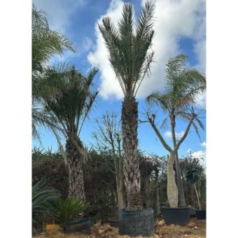 Χουρμαδιά | Phoenix Dactylifera H300 cm (Trunk)