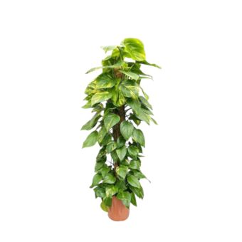 Φυτό Pothos golden 120-150cm