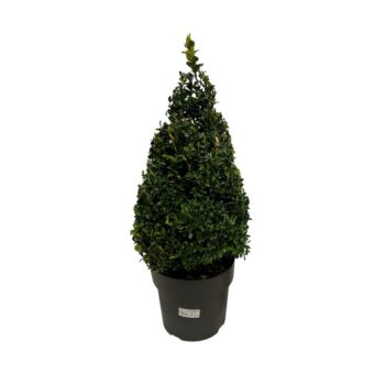Φυτό Buxus conica 45-65cm