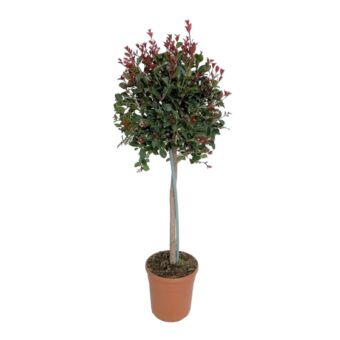 Φυτό Photinia stem ball 130-180cm