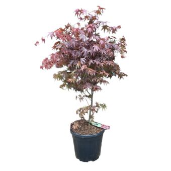 Φυτό Acer bloodred 160-180cm