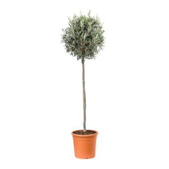 Φυτό Olive tree 140-180cm