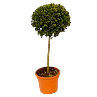 Φυτό Buxus stem ball 100-140cm