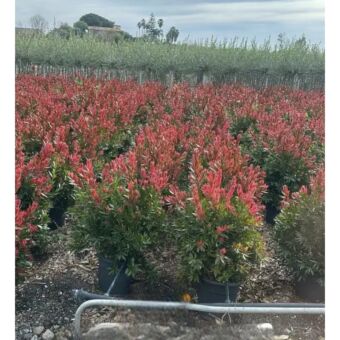 Καλλιστήμων | Calistemon Red Rocket Φ24