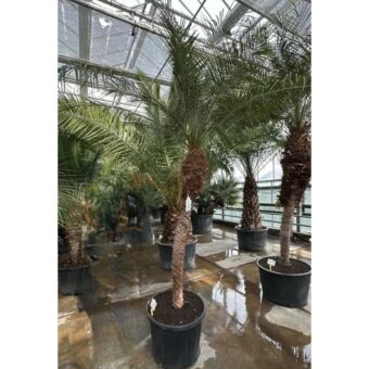 Phoenix roebellini | Φοίνικας Ρομπελίνοι H200-220 cm (Trunk)