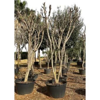 Ροδιά με Διακλαδώσεις | Punica Granatum Multistem H300