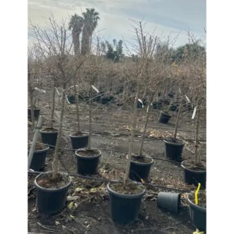 Ροδιά | Punica Granatum