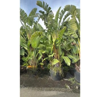 Φυτό Στρελίτσια Νικολάϊ | Strelitzia Nicolai 250-300cm Φ60