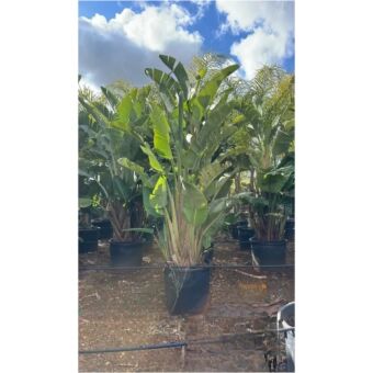 Φυτό Στρελίτσια Νικολάϊ | Strelitzia Nicolai 250-300cm