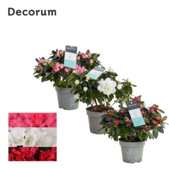 Φυτό Αζαλέα | Azalea Rhododendrum 15-25cm
