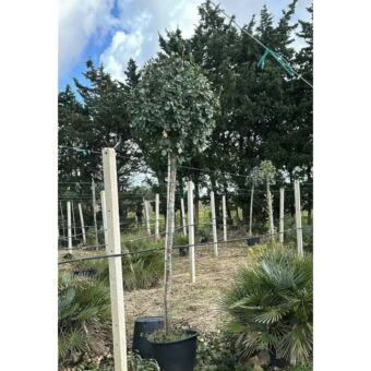 Χαρουπιά | Ceratonia Siliqua D200+ cm (Trunk)