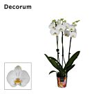 Φυτό Ορχιδέα Φαλαίνοψις | Phalaenopsis 3 Tak white 65 cm 