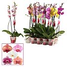 Φυτό Ορχιδέα Φαλαίνοψις | Phalaenopsis 2 Tak Mix 75 cm