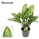 Φυτό Αγλαόνημα | Aglaonema Christina 25-35 εκ.