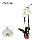 Φυτό Ορχιδέα Φαλαίνοψις | Phalaenopsis 2 Tak white 65 cm 