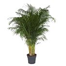 Φυτό Areca 140-160cm