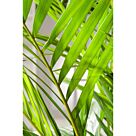 Φυτό Areca 140-160cm