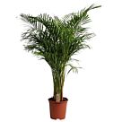 Φυτό Areca 140-160cm