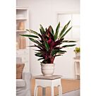 Φυτό Calathea triostar 30-50cm