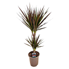 Φυτό Dracaena Marginata 60-80cm