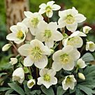 Φυτό Ελλέβορος | Helleborus White