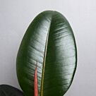 Φυτό ficus Εlastica Αbidjan 100-130cm