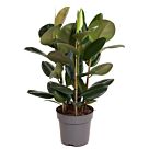 Φυτό ficus Εlastica Αbidjan 100-130cm